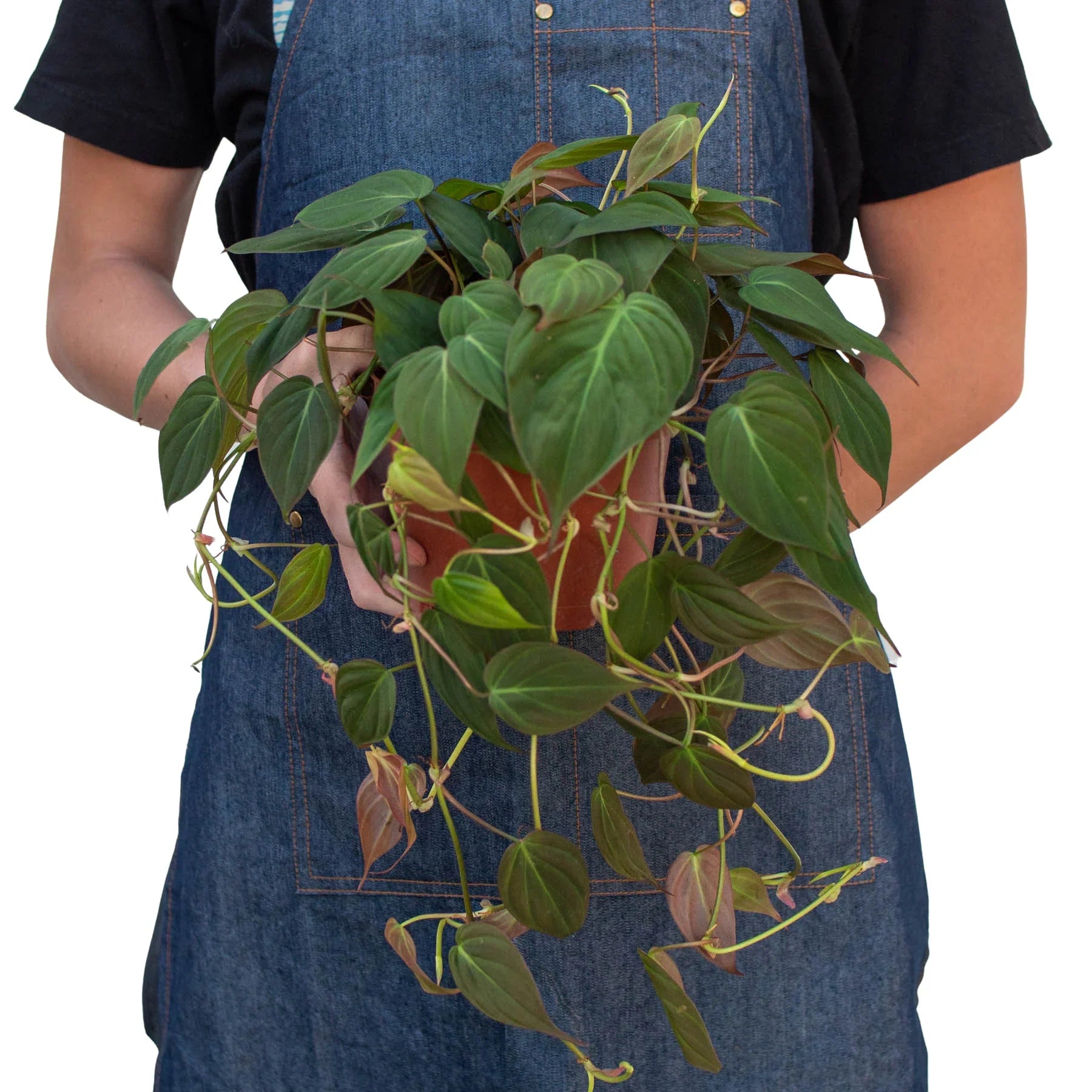Velvet Philodendron Micans Live Indoor Plant (Philodendron hederaceum micans), Easy Care Trailing Houseplant for Home and Office Decor