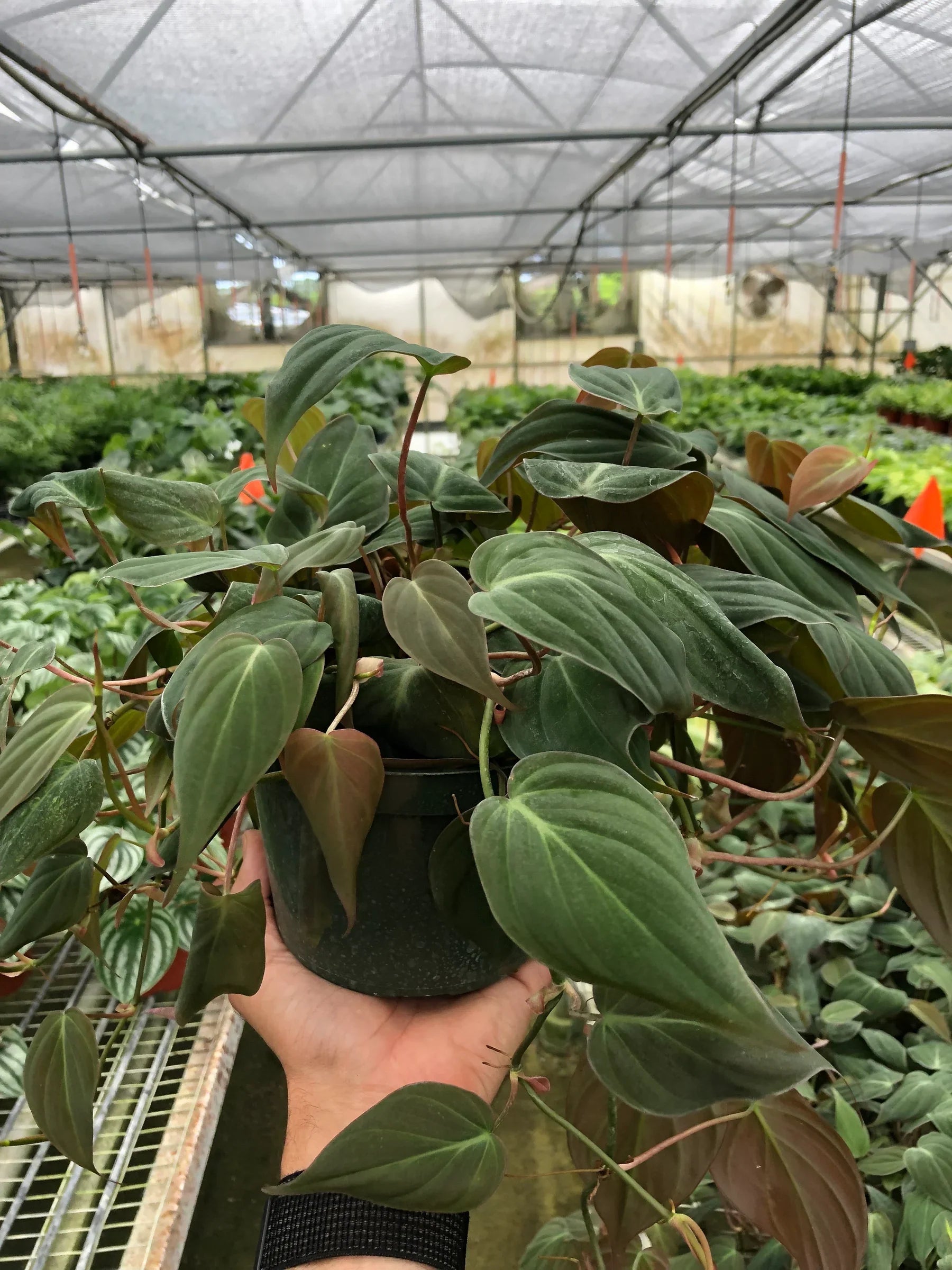 Velvet Philodendron Micans Live Indoor Plant (Philodendron hederaceum micans), Easy Care Trailing Houseplant for Home and Office Decor
