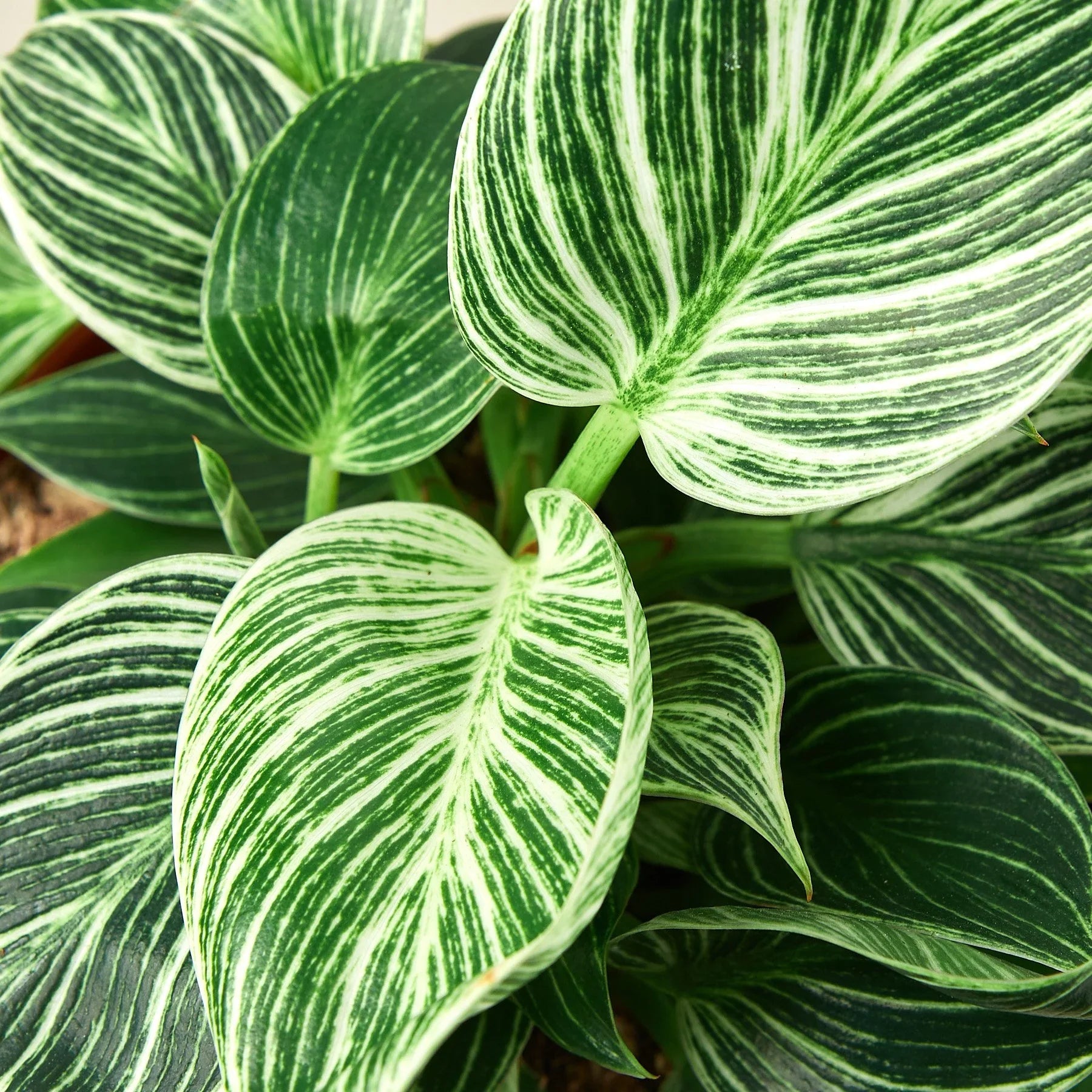 Philodendron 'Birkin' Live Indoor Plant (Philodendron), Easy Care Compact Foliage Houseplant for Home and Office Decor