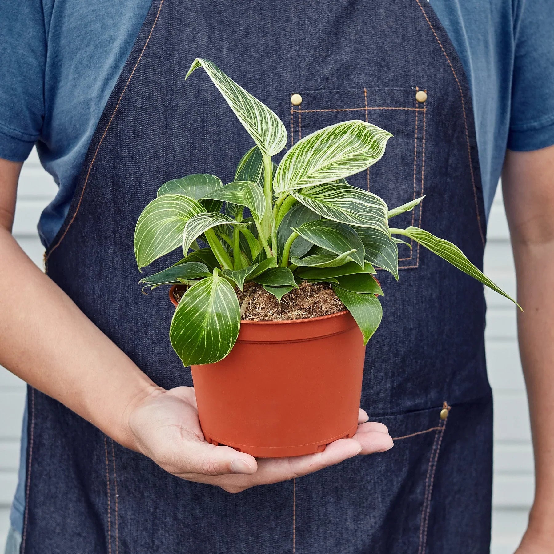 Philodendron 'Birkin' Live Indoor Plant (Philodendron), Easy Care Compact Foliage Houseplant for Home and Office Decor