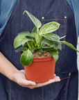 Philodendron 'Birkin' Live Indoor Plant (Philodendron), Easy Care Compact Foliage Houseplant for Home and Office Decor