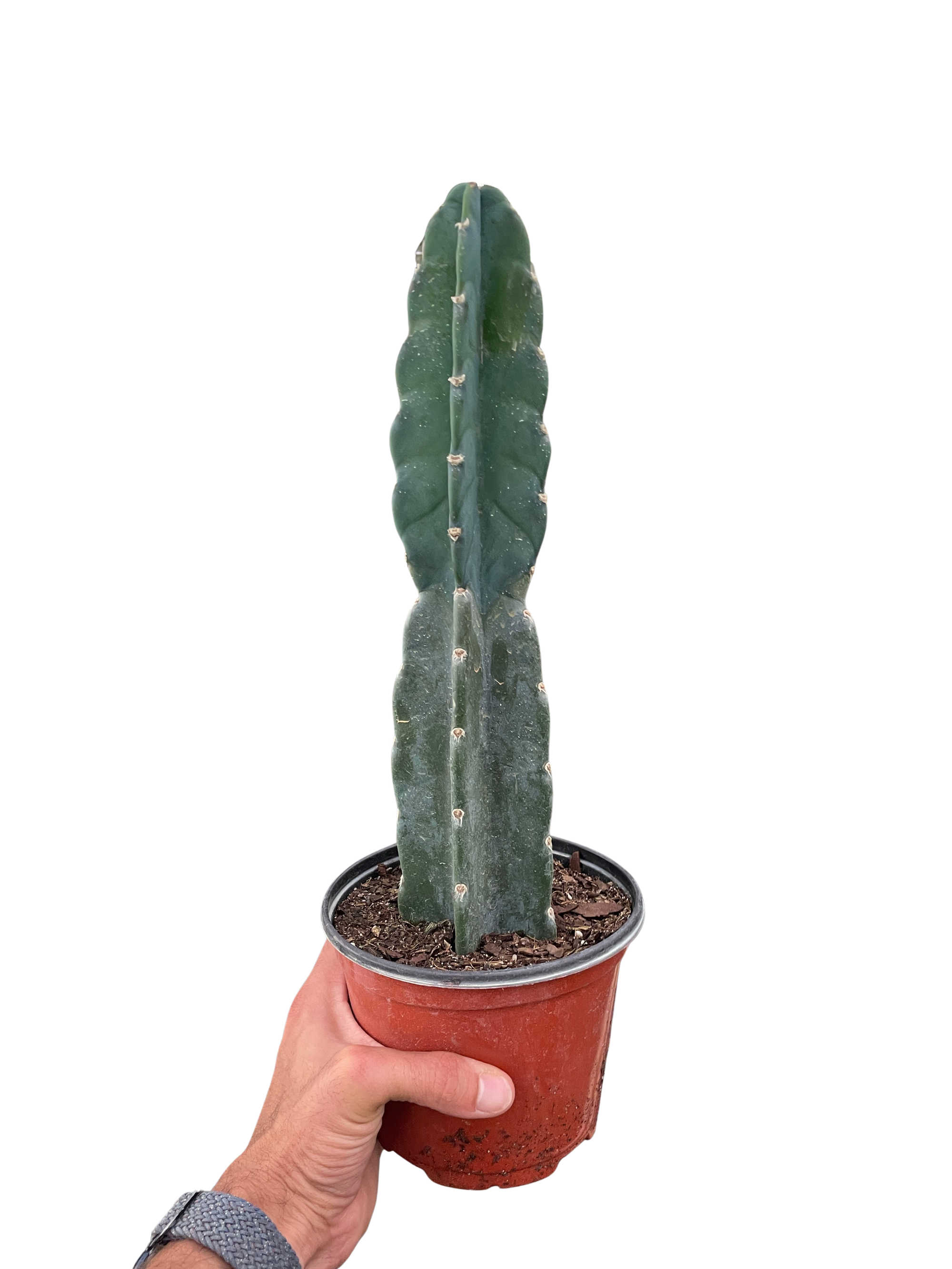 Cuddly Cactus Live Indoor Plant (Cereus jamacaru), Easy Care Spineless Succulent Houseplant for Home and Office Decor