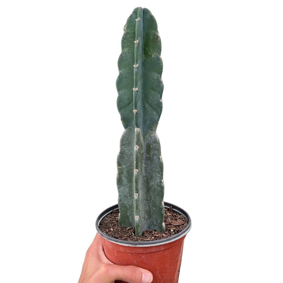 Cuddly Cactus Live Indoor Plant (Cereus jamacaru), Easy Care Spineless Succulent Houseplant for Home and Office Decor