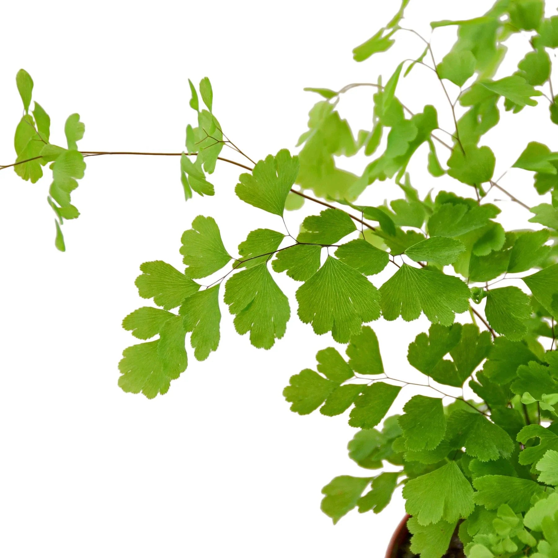 Maidenhair Fern Live Indoor Plant (Adiantum), Easy Care Delicate Fern Houseplant for Home and Office Decor