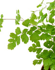 Maidenhair Fern Live Indoor Plant (Adiantum), Easy Care Delicate Fern Houseplant for Home and Office Decor