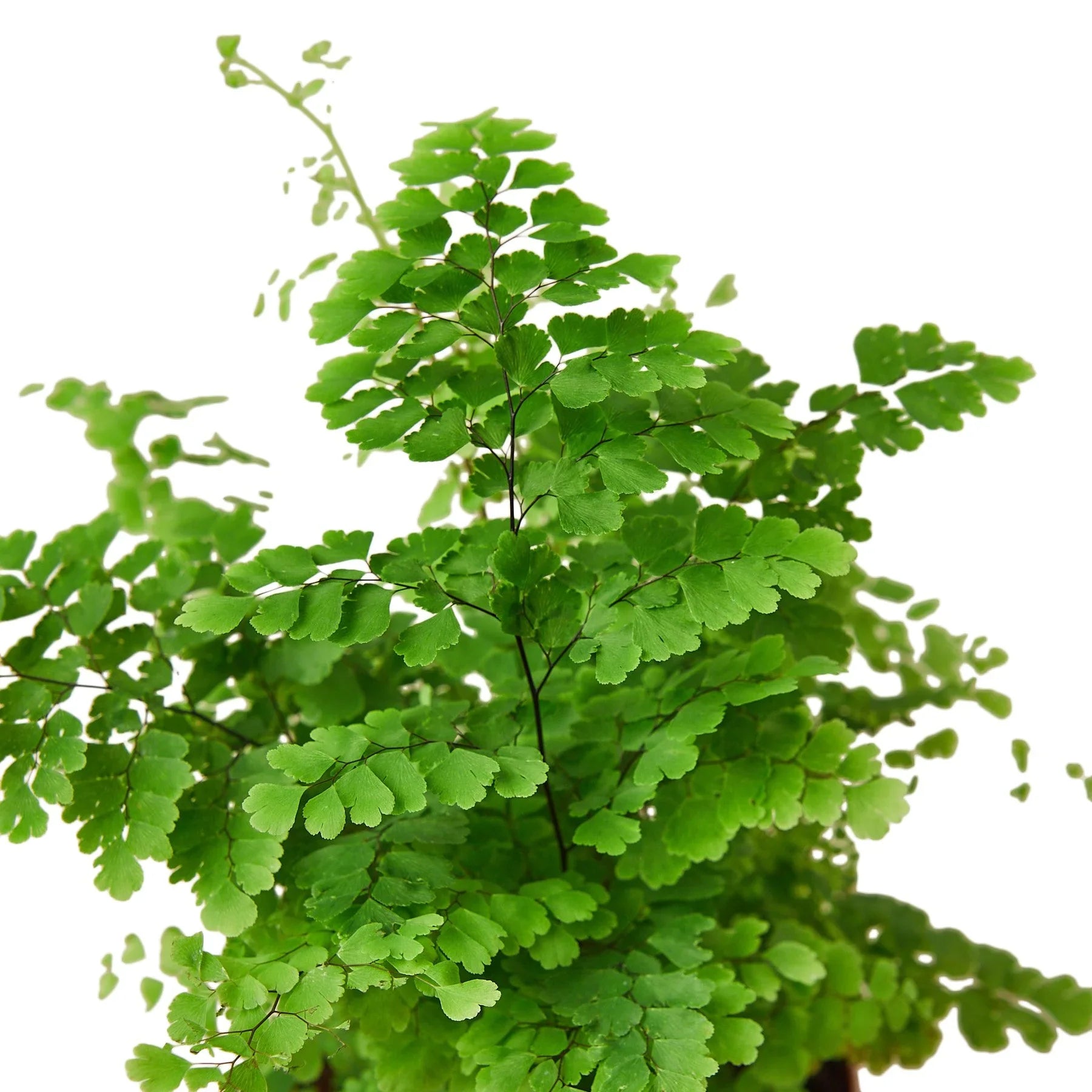 Maidenhair Fern Live Indoor Plant (Adiantum), Easy Care Delicate Fern Houseplant for Home and Office Decor