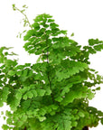 Maidenhair Fern Live Indoor Plant (Adiantum), Easy Care Delicate Fern Houseplant for Home and Office Decor