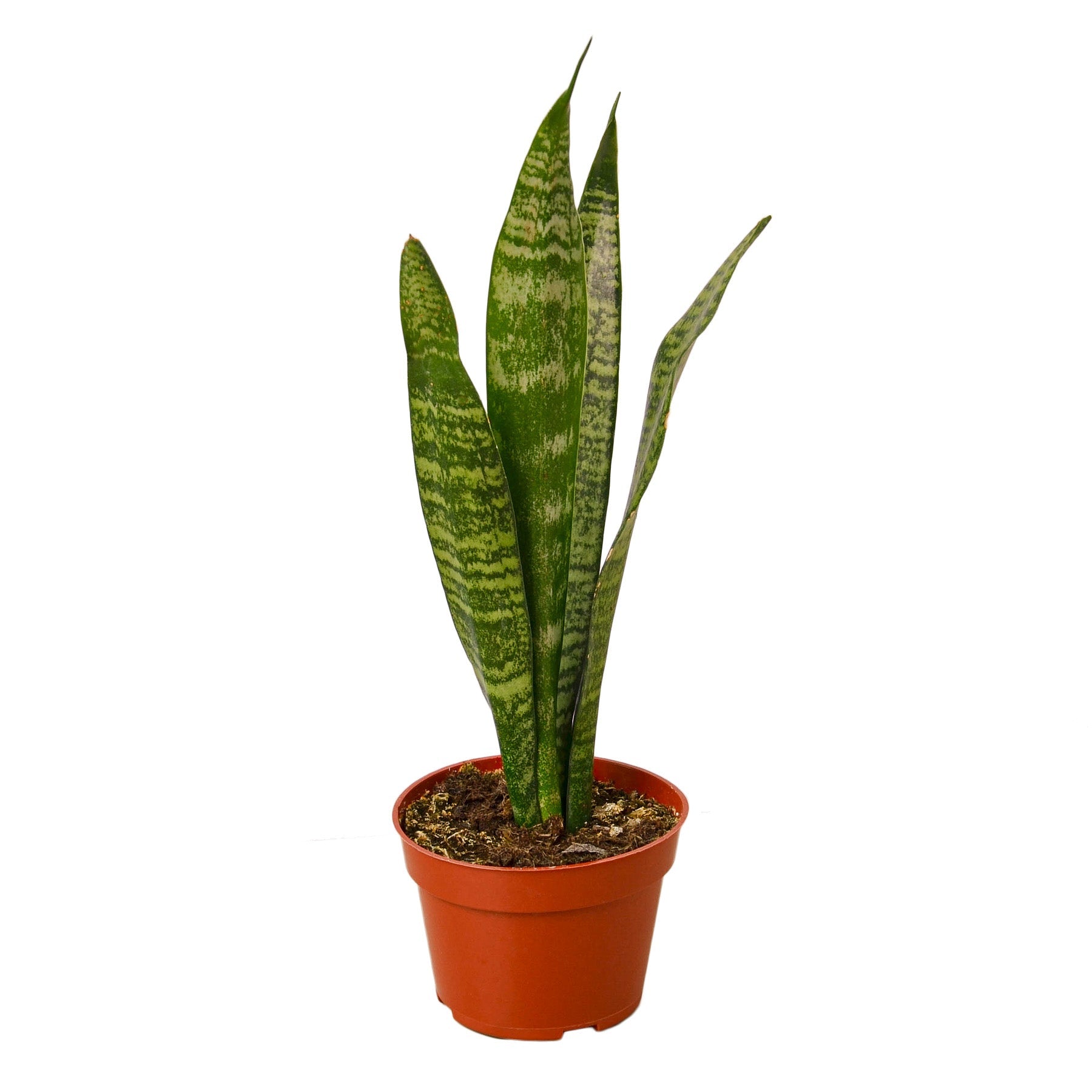 Snake Plant 'Zeylanica' Live Indoor Plant (Dracaena trifasciata), Easy Care Low Light Drought Tolerant Houseplant for Home and Office Decor