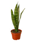 Snake Plant 'Zeylanica' Live Indoor Plant (Dracaena trifasciata), Easy Care Low Light Drought Tolerant Houseplant for Home and Office Decor