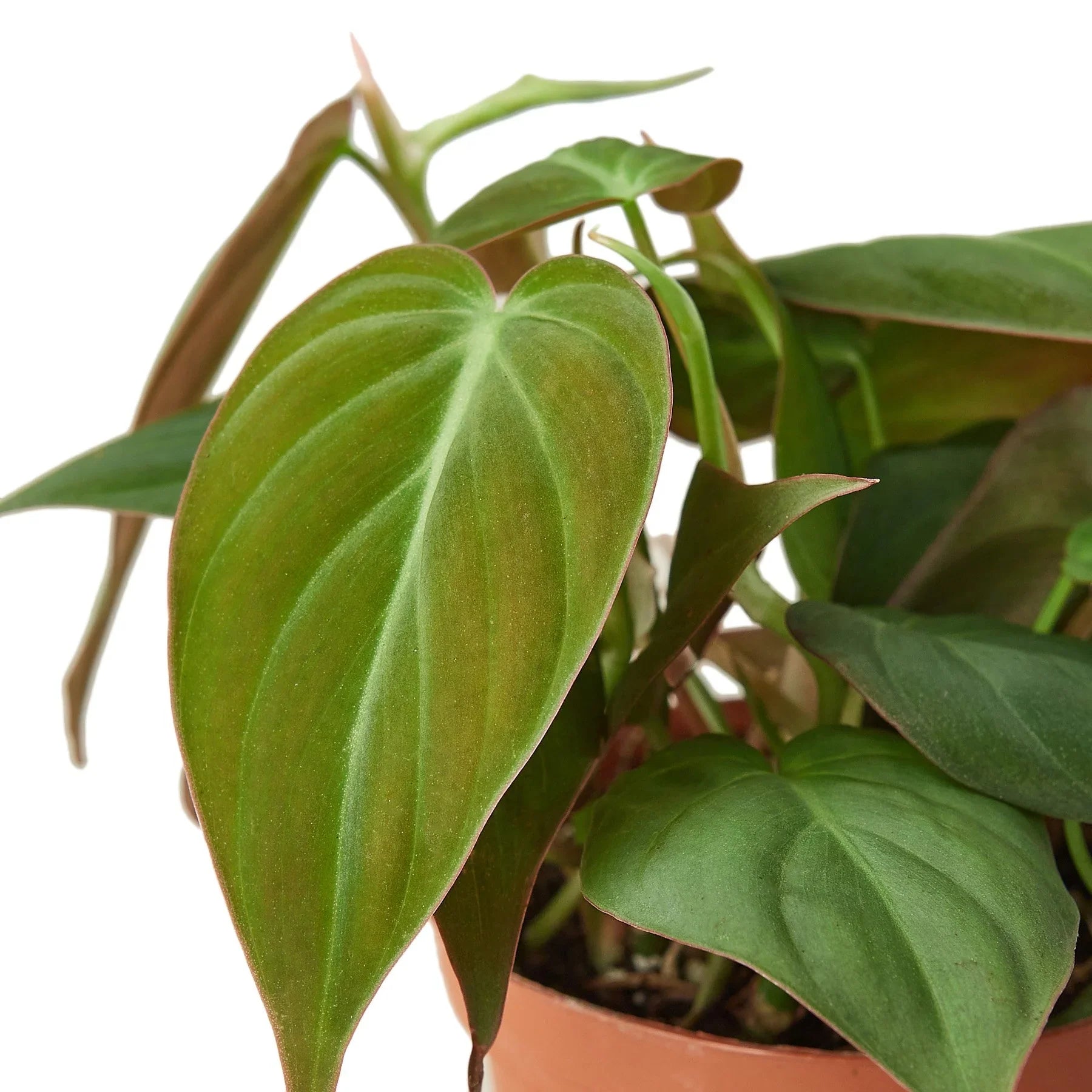 Velvet Philodendron Micans Live Indoor Plant (Philodendron hederaceum micans), Easy Care Trailing Houseplant for Home and Office Decor