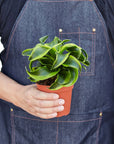 Dracaena 'Tornado' Live Indoor Plant (Dracaena deremensis), Easy Care Houseplant for Home and Office Decor
