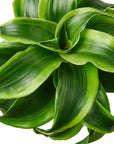 Dracaena 'Tornado' Live Indoor Plant (Dracaena deremensis), Easy Care Houseplant for Home and Office Decor