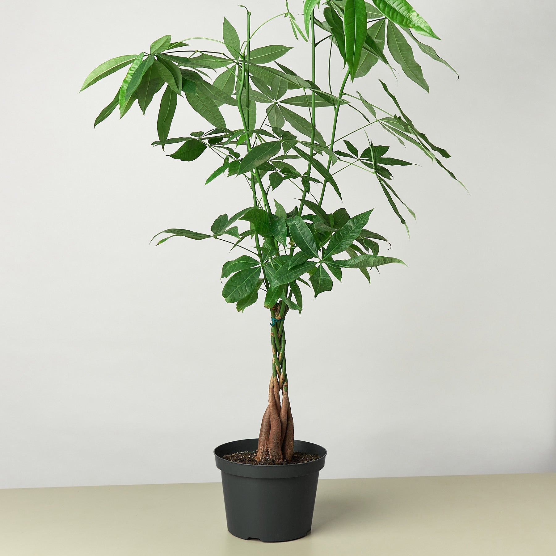 Money Tree Pachira Braid Live Indoor Plant (Pachira aquatica), Easy Care Braided Trunk Houseplant for Home and Office Decor