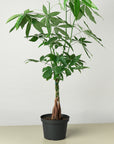 Money Tree Pachira Braid Live Indoor Plant (Pachira aquatica), Easy Care Braided Trunk Houseplant for Home and Office Decor