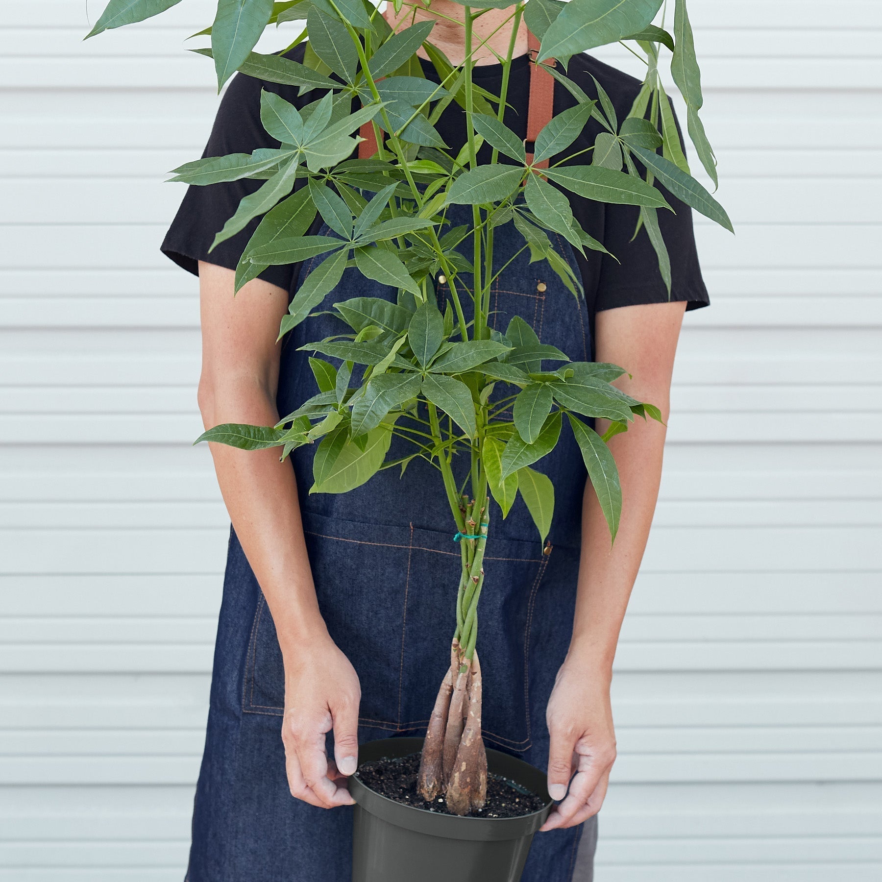 Money Tree Pachira Braid Live Indoor Plant (Pachira aquatica), Easy Care Braided Trunk Houseplant for Home and Office Decor