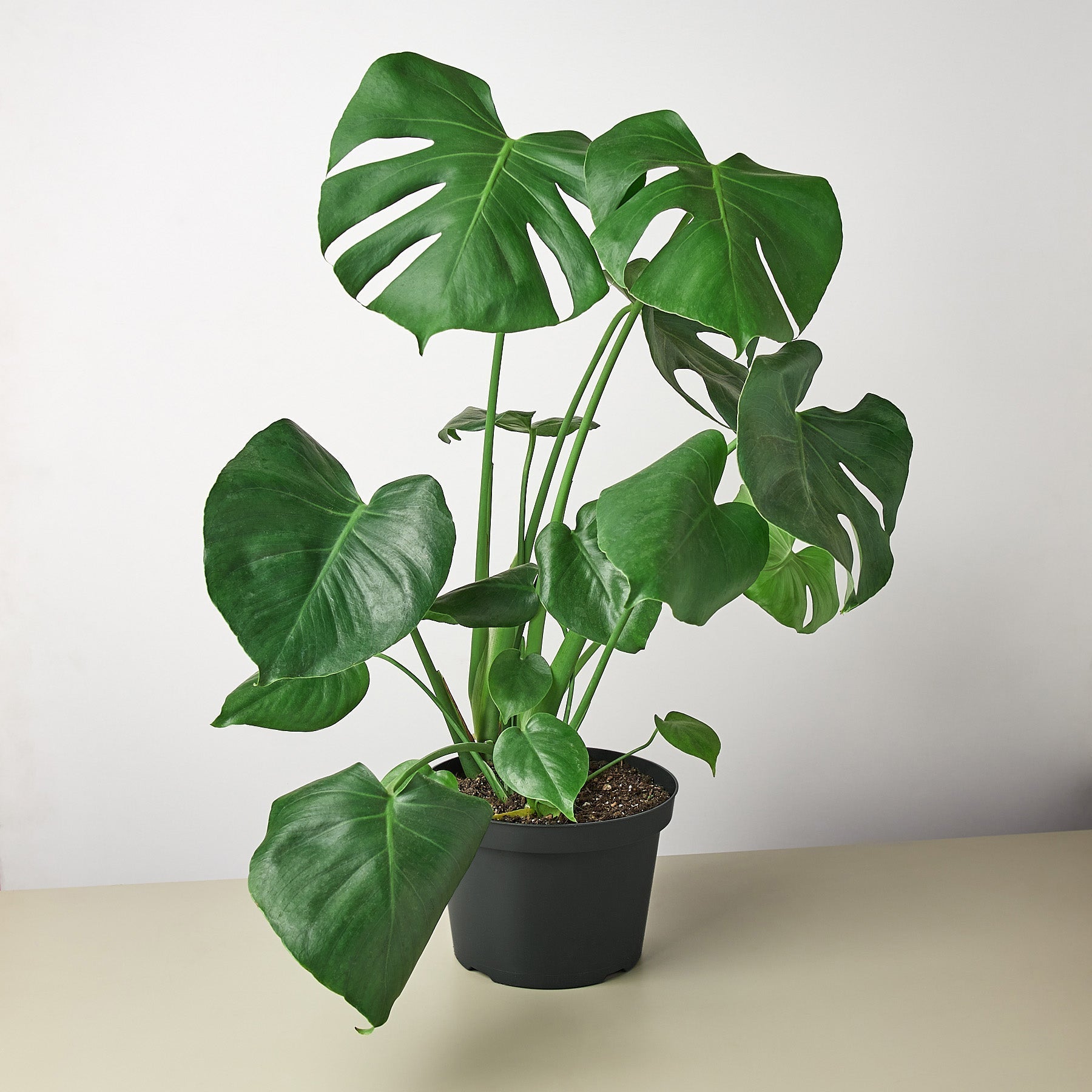 Split-Leaf Monstera Deliciosa Live Indoor Plant (Monstera deliciosa), Easy Care Climbing Statement Houseplant for Home and Office Decor