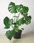Split-Leaf Monstera Deliciosa Live Indoor Plant (Monstera deliciosa), Easy Care Climbing Statement Houseplant for Home and Office Decor
