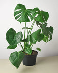 Philodendron Monstera Split-Leaf