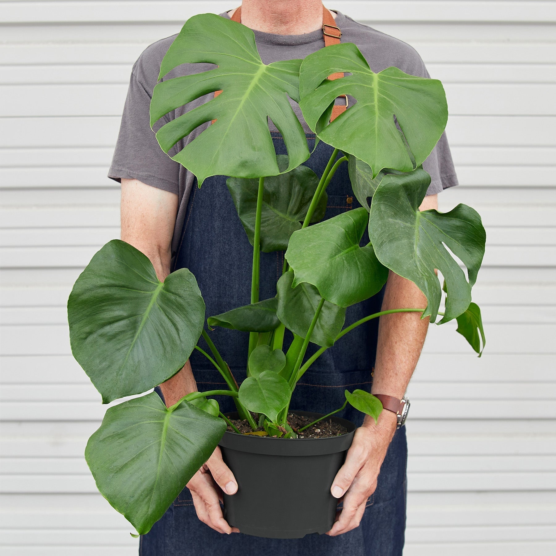 Split-Leaf Monstera Deliciosa Live Indoor Plant (Monstera deliciosa), Easy Care Climbing Statement Houseplant for Home and Office Decor