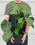 Split-Leaf Monstera Deliciosa Live Indoor Plant (Monstera deliciosa), Easy Care Climbing Statement Houseplant for Home and Office Decor