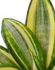 Gold Hahnii Snake Plant Live Indoor Plant (Sansevieria trifasciata), Easy Care Low Light Compact Houseplant for Home and Office Decor