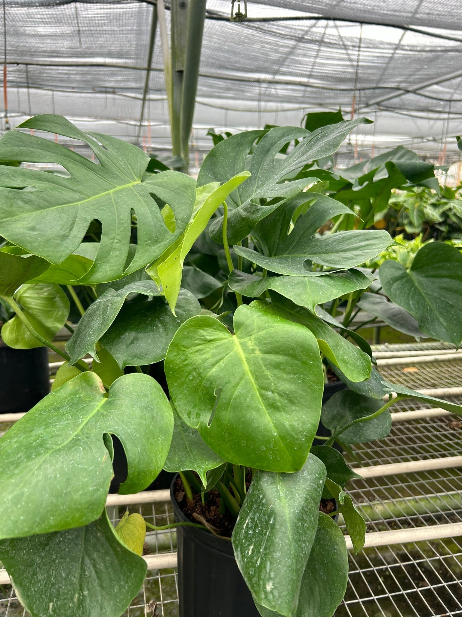 Split-Leaf Monstera Deliciosa Live Indoor Plant (Monstera deliciosa), Easy Care Climbing Statement Houseplant for Home and Office Decor
