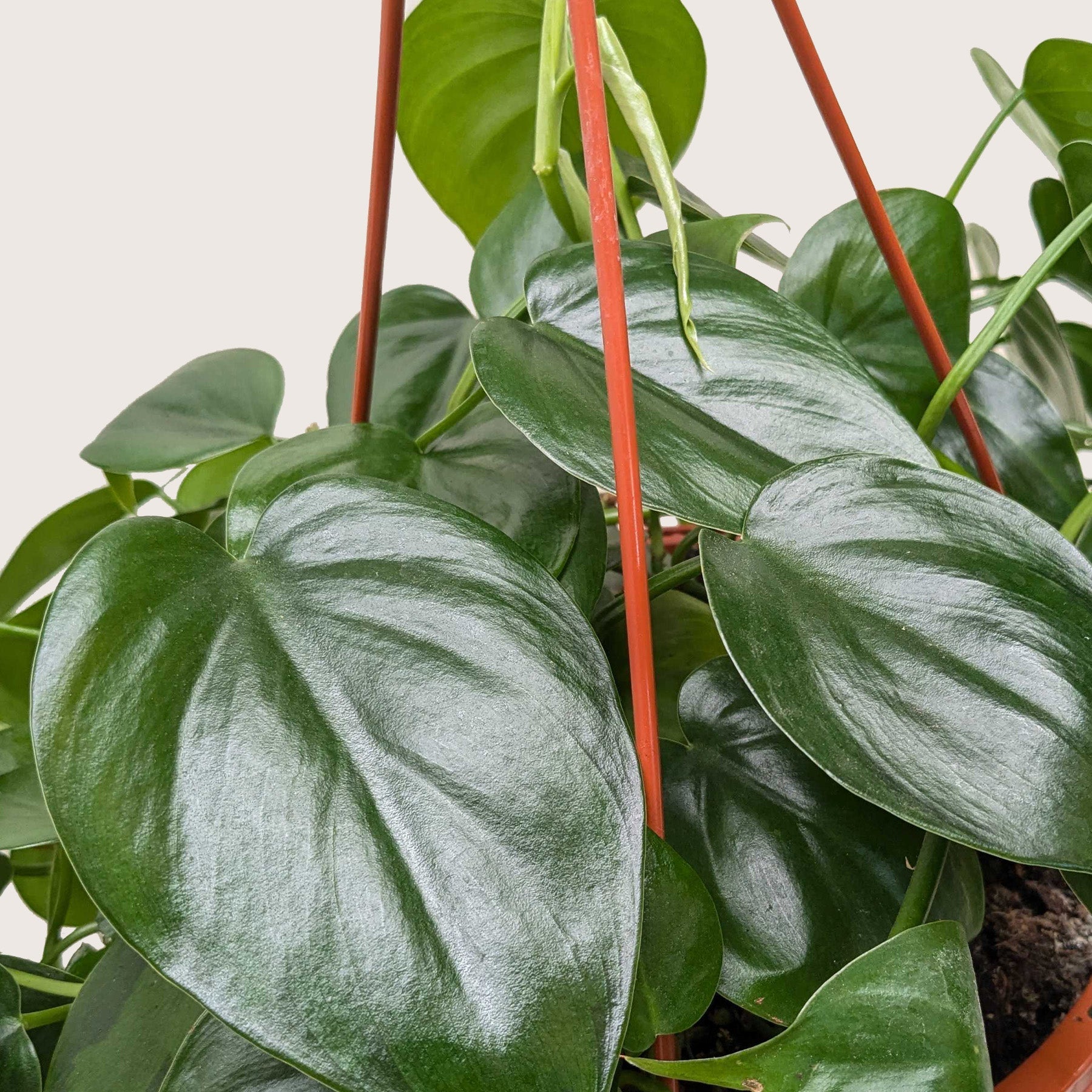 Heartleaf Philodendron Cordatum Live Indoor Plant (Philodendron hederaceum), Easy Care Trailing Houseplant for Home and Office Decor