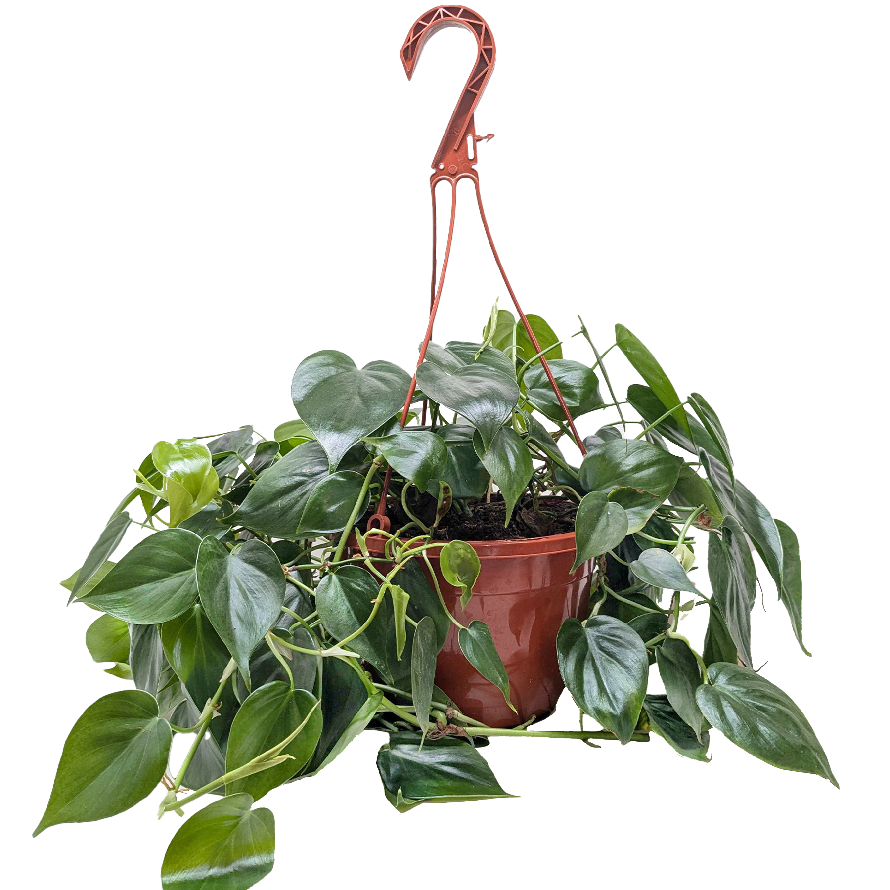 Heartleaf Philodendron Cordatum Live Indoor Plant (Philodendron hederaceum), Easy Care Trailing Houseplant for Home and Office Decor