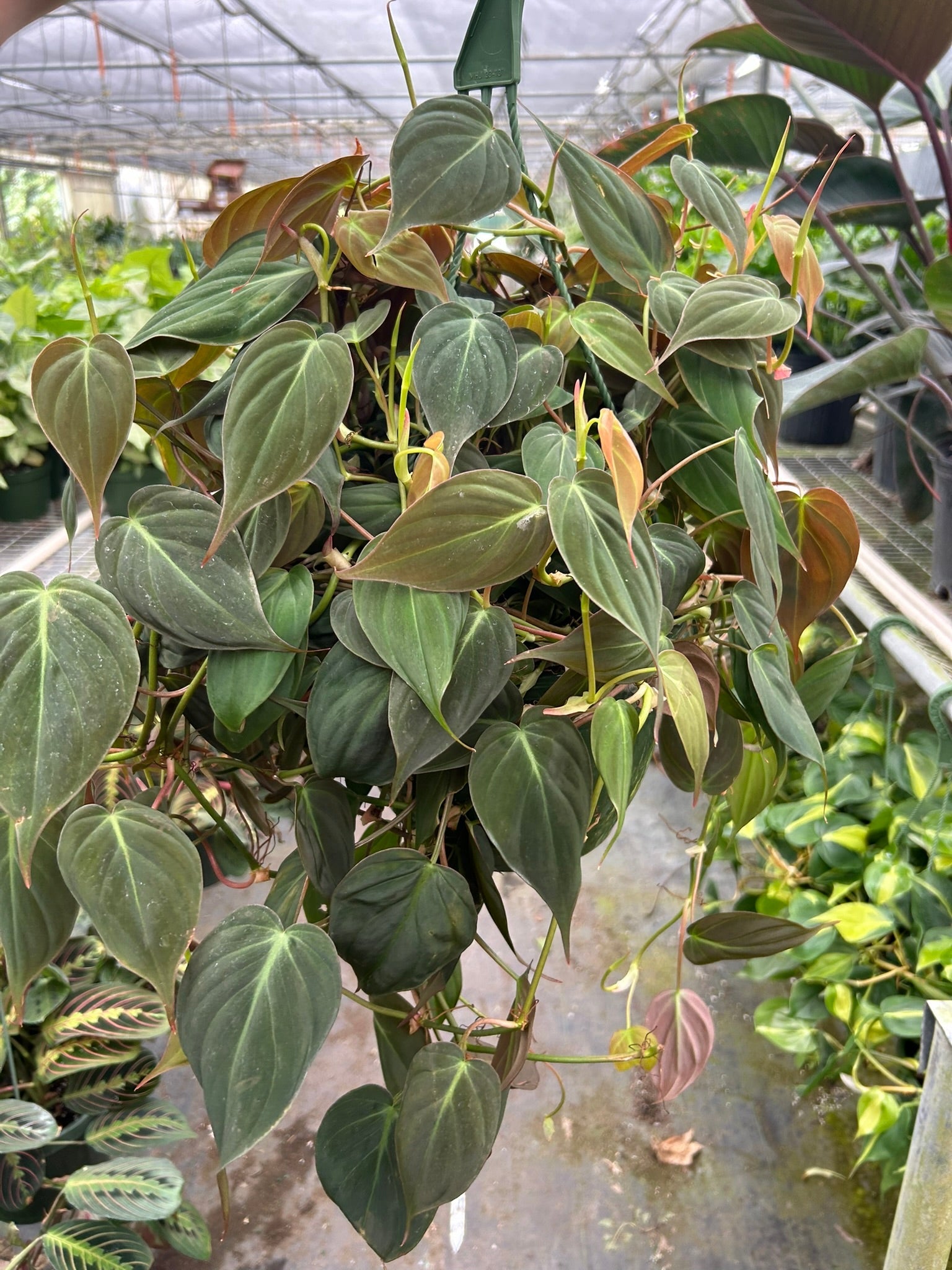 Velvet Philodendron Micans Live Indoor Plant (Philodendron hederaceum micans), Easy Care Trailing Houseplant for Home and Office Decor