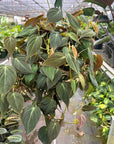 Velvet Philodendron Micans Live Indoor Plant (Philodendron hederaceum micans), Easy Care Trailing Houseplant for Home and Office Decor