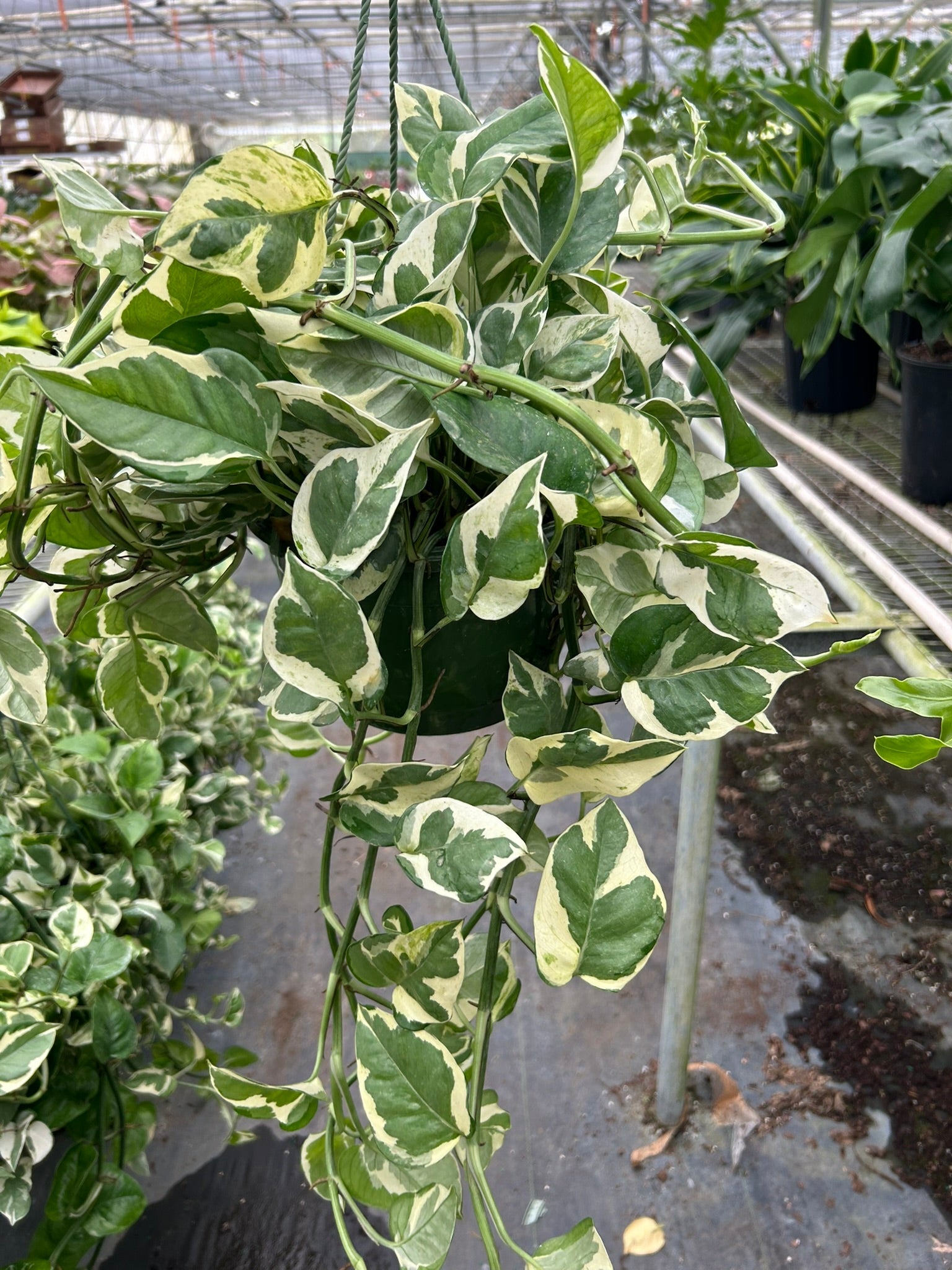 Pothos 'N'Joy' Live Indoor Plant (Epipremnum aureum), Easy Care Trailing Houseplant for Home and Office Decor