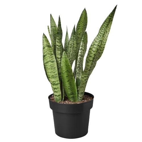Snake Plant 'Zeylanica' Live Indoor Plant (Dracaena trifasciata), Easy Care Low Light Drought Tolerant Houseplant for Home and Office Decor