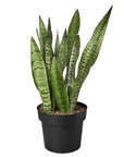 Snake Plant 'Zeylanica' Live Indoor Plant (Dracaena trifasciata), Easy Care Low Light Drought Tolerant Houseplant for Home and Office Decor