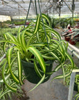 Spider Plant 'Bonnie' Live Indoor Plant (Chlorophytum comosum), Easy Care Curly Houseplant for Home and Office Decor