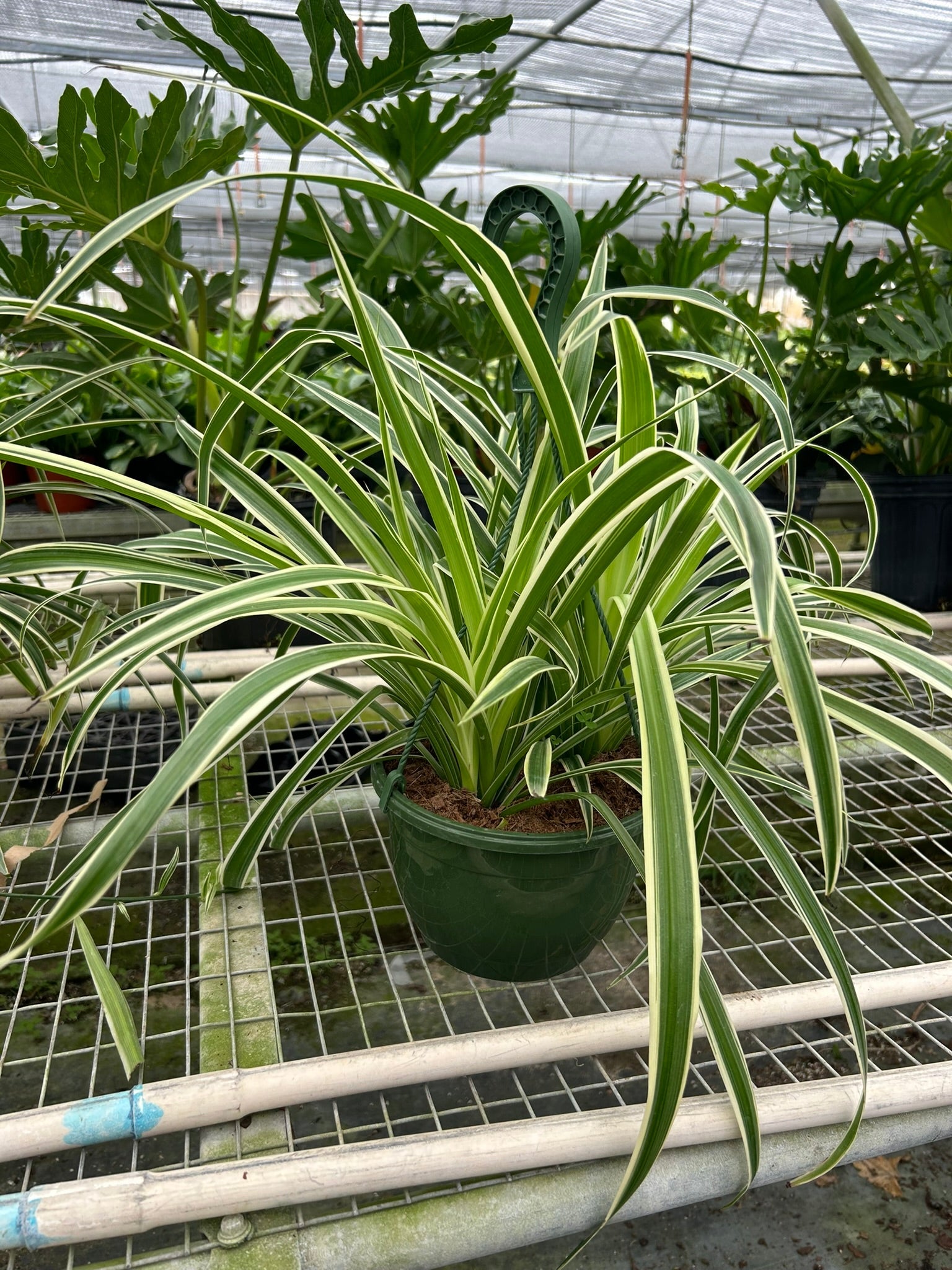 Reverse Spider Plant Live Indoor Plant (Chlorophytum comosum), Easy Care Houseplant for Home and Office Decor