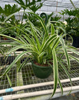 Reverse Spider Plant Live Indoor Plant (Chlorophytum comosum), Easy Care Houseplant for Home and Office Decor