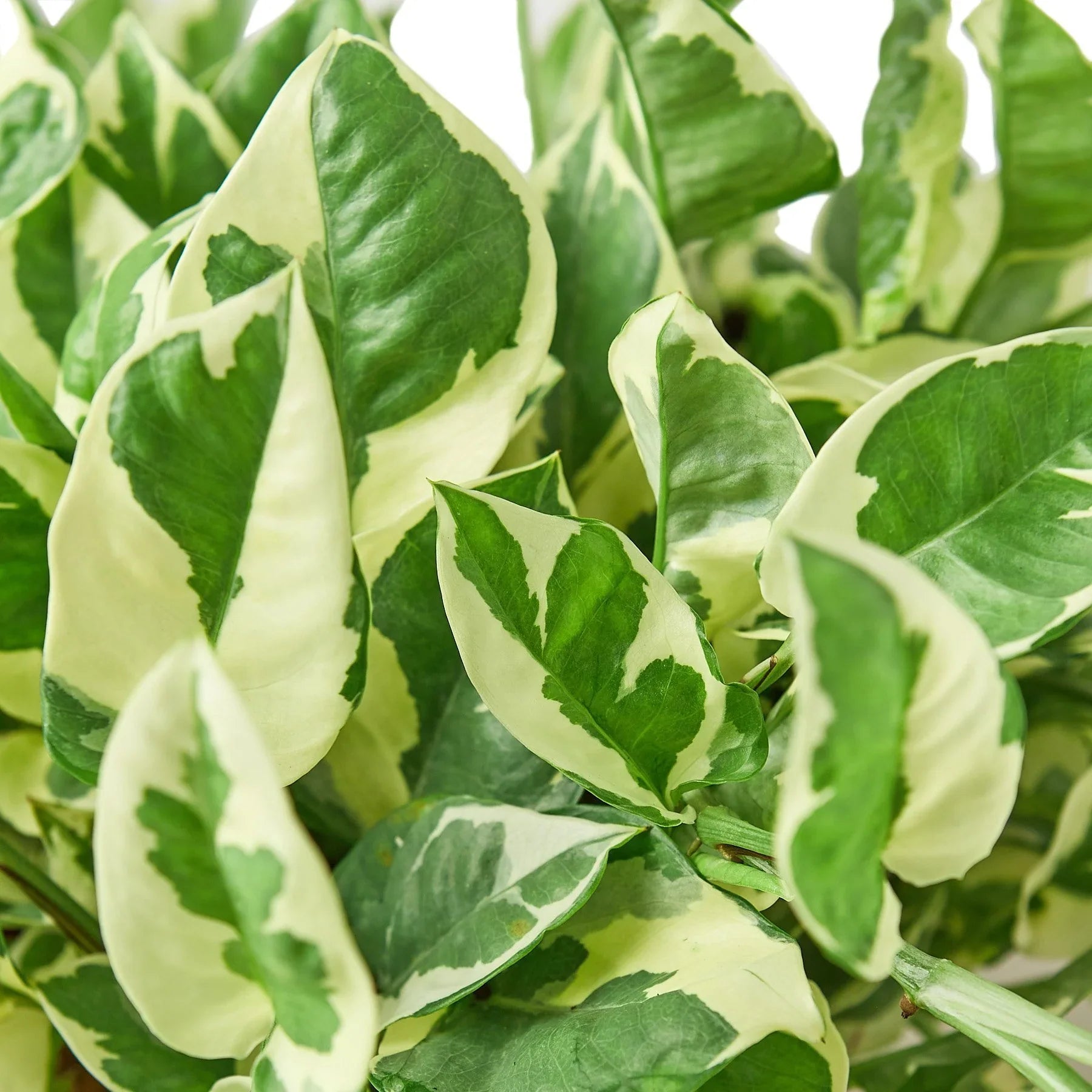 Pothos 'N'Joy' Live Indoor Plant (Epipremnum aureum), Easy Care Trailing Houseplant for Home and Office Decor