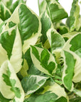 Pothos 'N'Joy' Live Indoor Plant (Epipremnum aureum), Easy Care Trailing Houseplant for Home and Office Decor