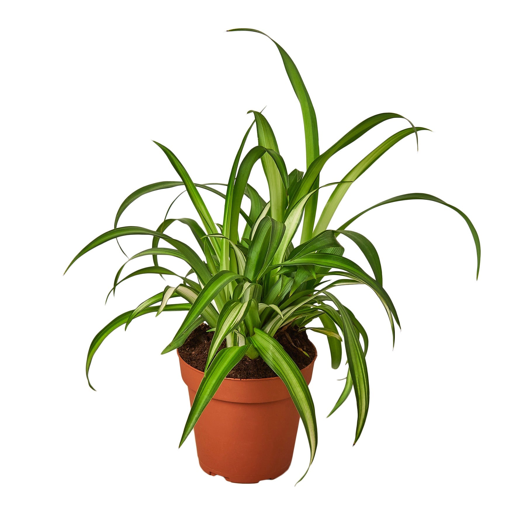Hawaiian Spider Plant Live Indoor Plant (Chlorophytum), Easy Care Houseplant for Home and Office Decor