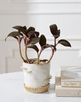 Stepped Mushroom off-white ceramic planter with ridged saucer, 6 inch, view 2