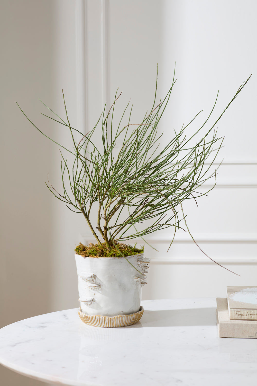 Large Stepped Mushroom off-white ceramic planter with saucer, 7.75 inch, view 2