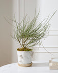 Large Stepped Mushroom off-white ceramic planter with saucer, 7.75 inch, view 2