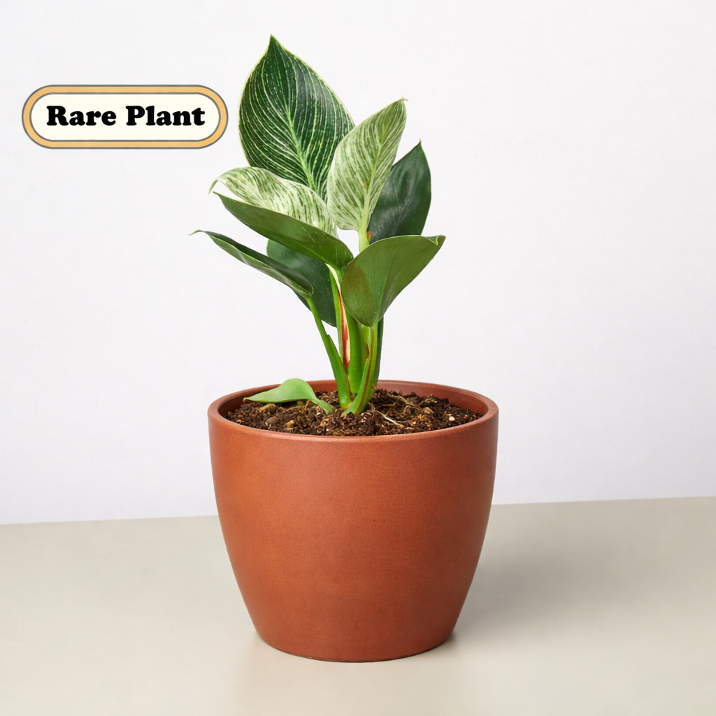 Philodendron 'Birkin' Live Indoor Plant (Philodendron), Easy Care Compact Foliage Houseplant for Home and Office Decor