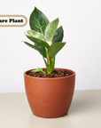 Philodendron 'Birkin' Live Indoor Plant (Philodendron), Easy Care Compact Foliage Houseplant for Home and Office Decor