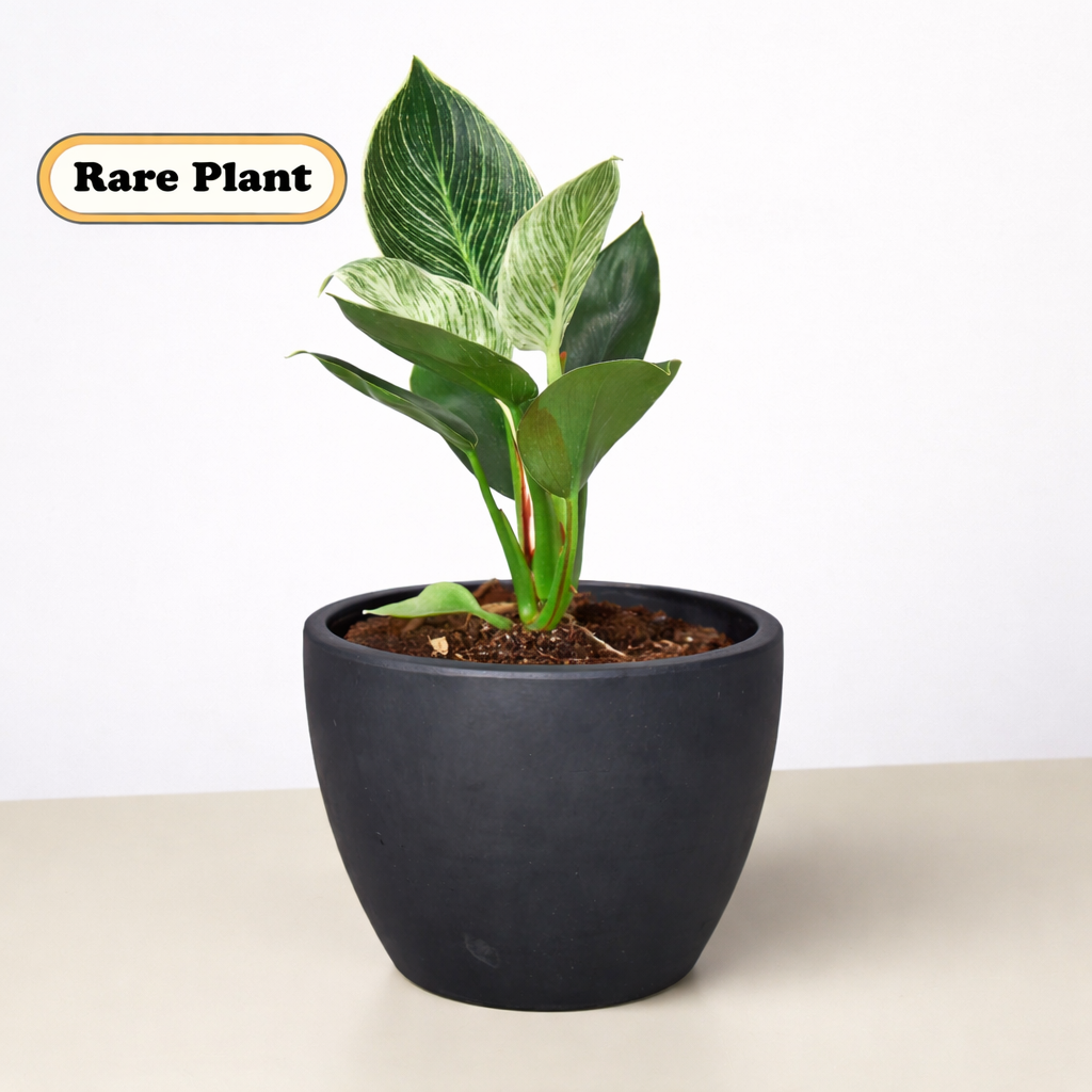 Philodendron 'Birkin' Live Indoor Plant (Philodendron), Easy Care Compact Foliage Houseplant for Home and Office Decor