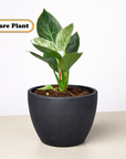 Philodendron 'Birkin' Live Indoor Plant (Philodendron), Easy Care Compact Foliage Houseplant for Home and Office Decor