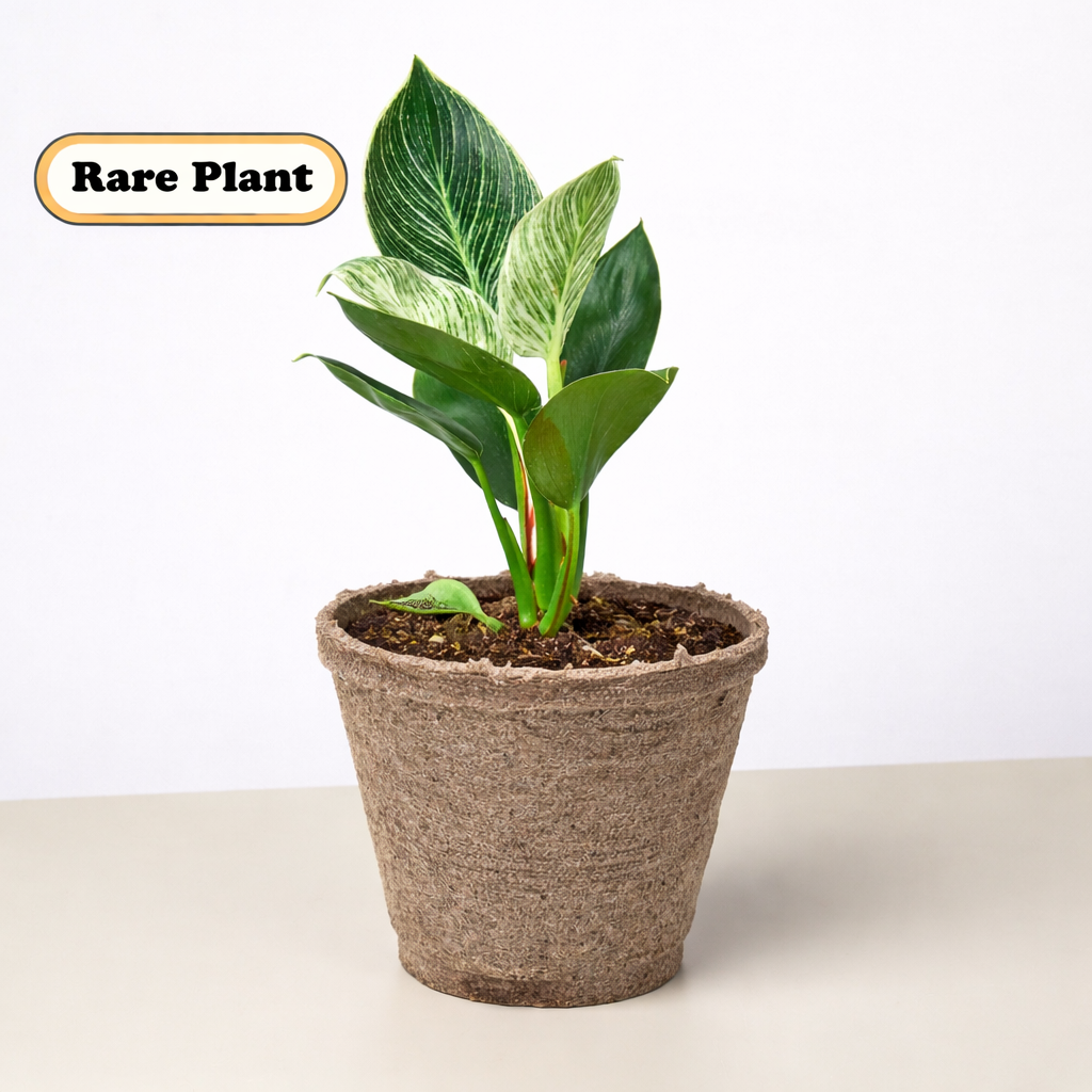 Philodendron 'Birkin' Live Indoor Plant (Philodendron), Easy Care Compact Foliage Houseplant for Home and Office Decor