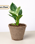 Philodendron 'Birkin' Live Indoor Plant (Philodendron), Easy Care Compact Foliage Houseplant for Home and Office Decor