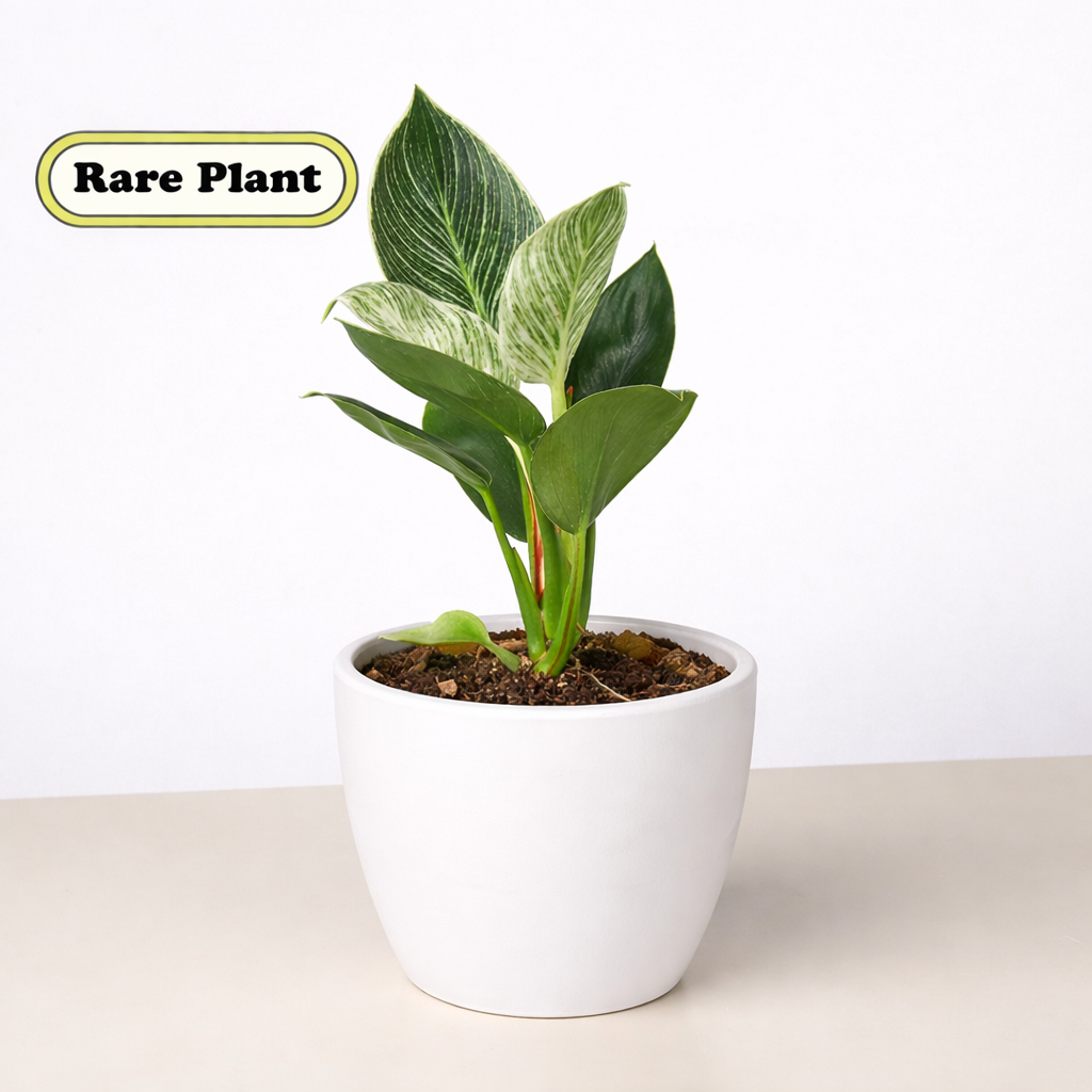 Philodendron 'Birkin' Live Indoor Plant (Philodendron), Easy Care Compact Foliage Houseplant for Home and Office Decor