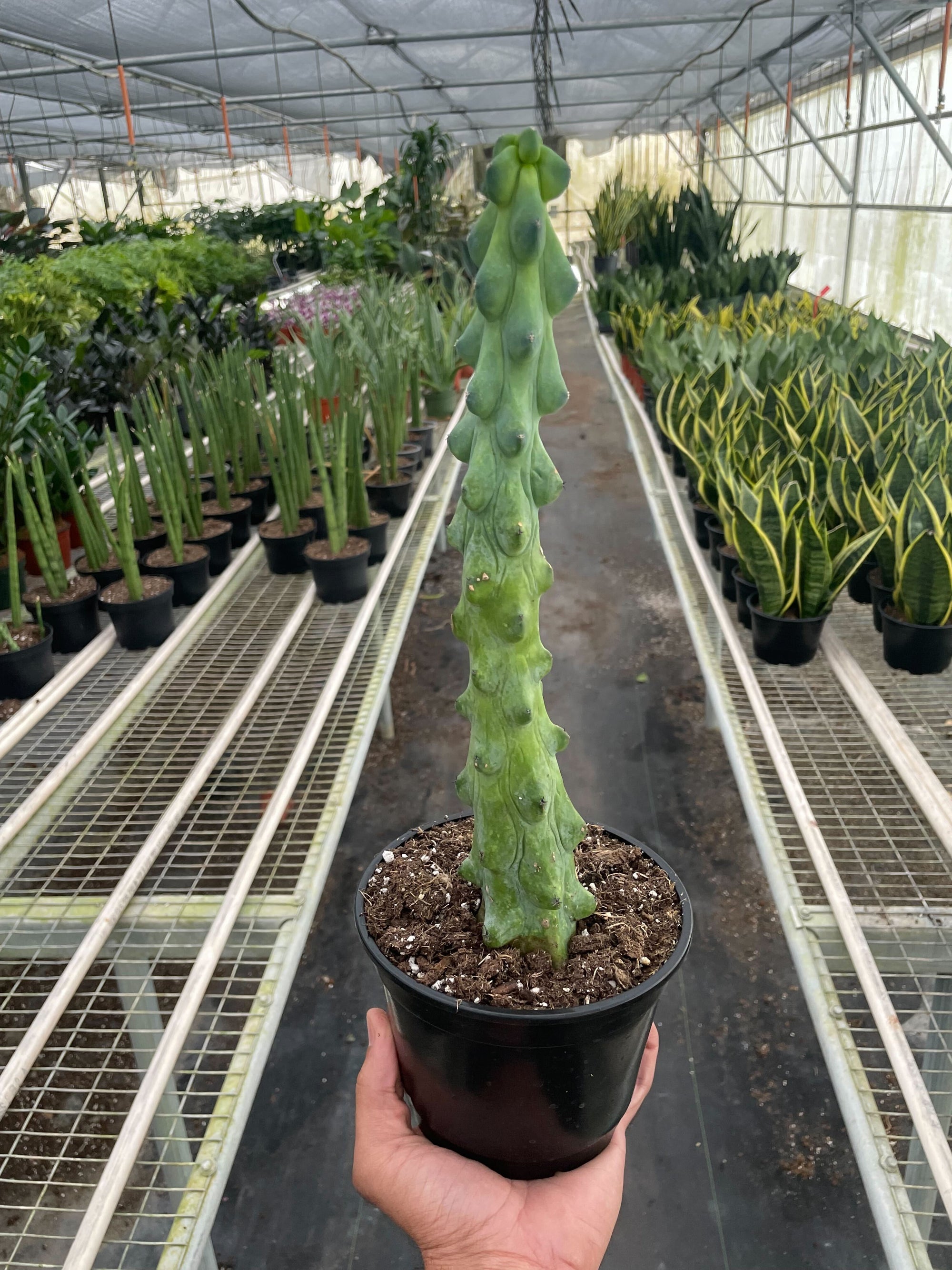 Boobie Cactus Live Indoor Plant (Myrtillocactus geometrizans), Easy Care Columnar Cactus Houseplant for Home and Office Decor